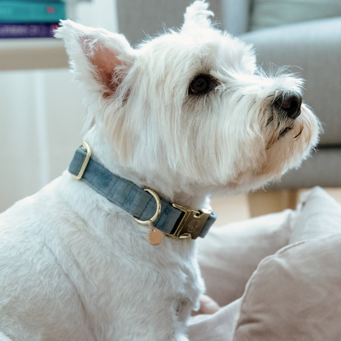 Kentucky Dog Collar Velvet, Light Blue