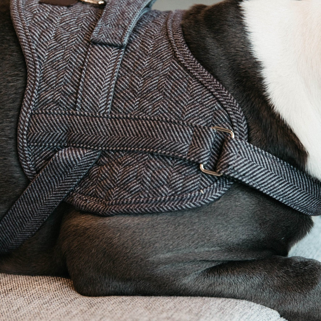 Kentucky Dog Harness Body Safe Wool, Gray