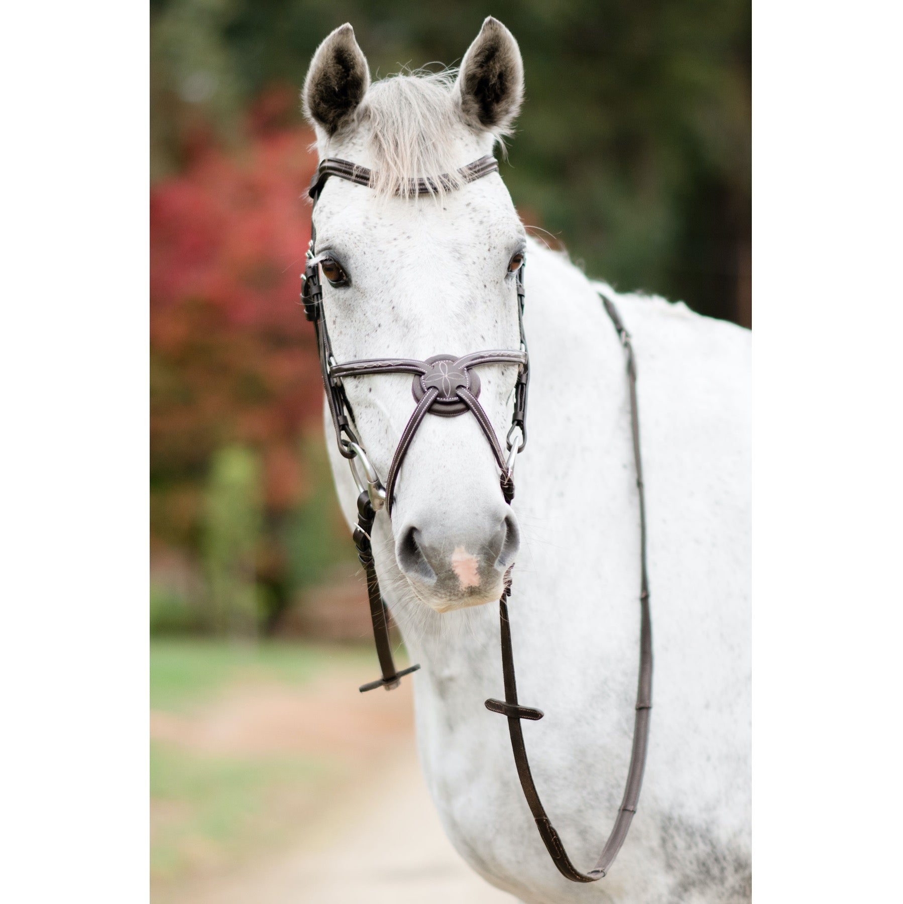 Lumiere Equestrian AVA Grackle Bridle, Brown - with Reins