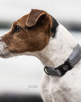 Kentucky Dog Collar Reflective