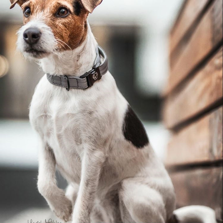 Kentucky Dog Collar Reflective
