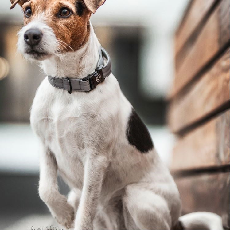 Kentucky Dog Collar Reflective