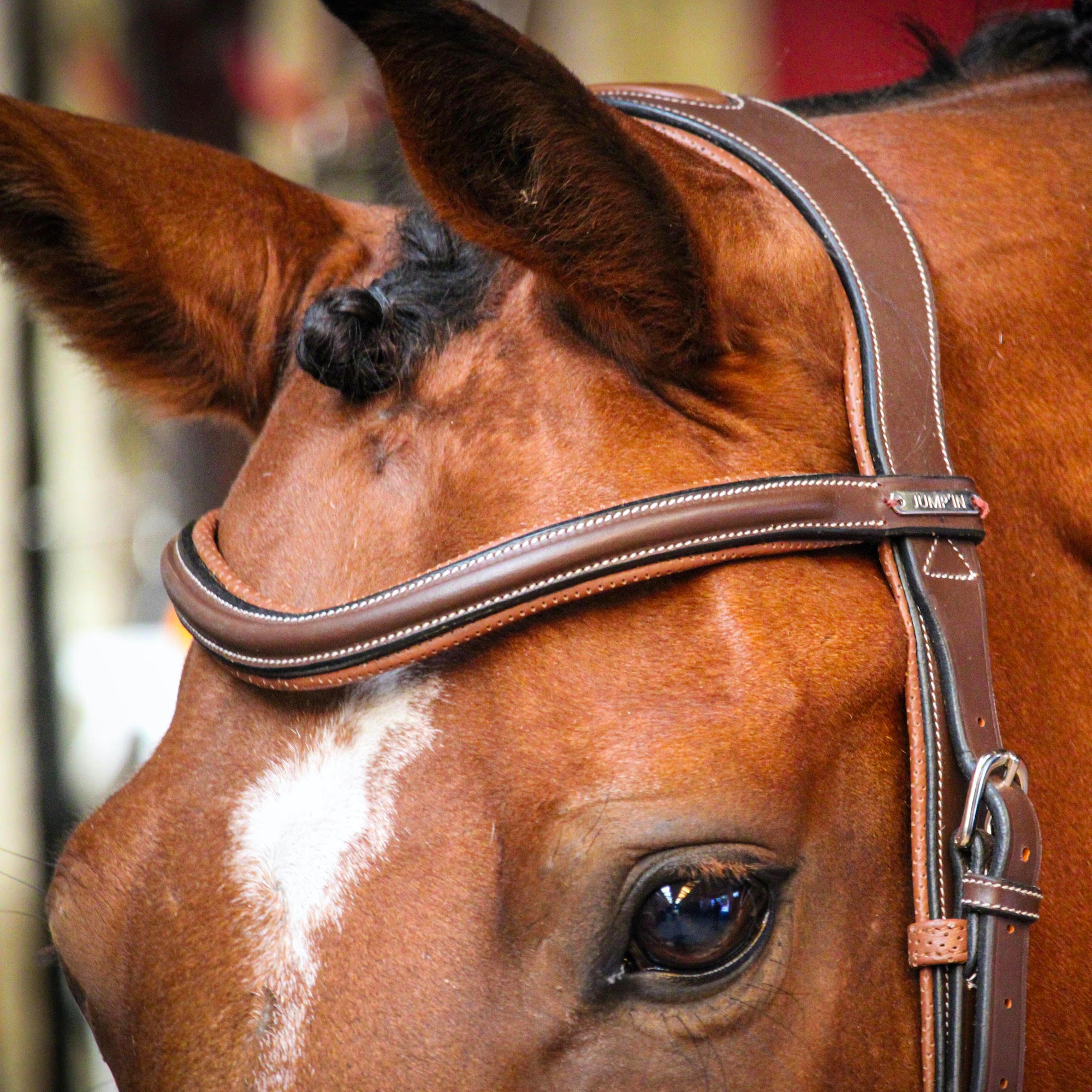 Jump&#39;In ONE New York Bridle with Reins, Black