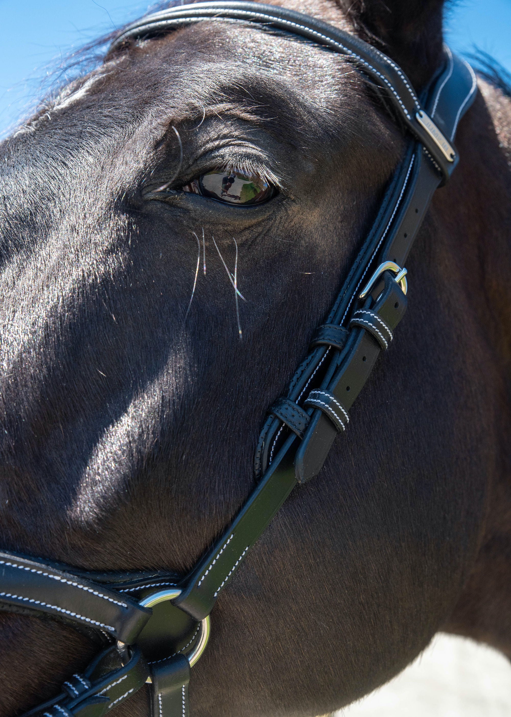 Jump&#39;In ONE New York Bridle with Reins, Black