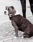 Kentucky Dog Coat, Brown