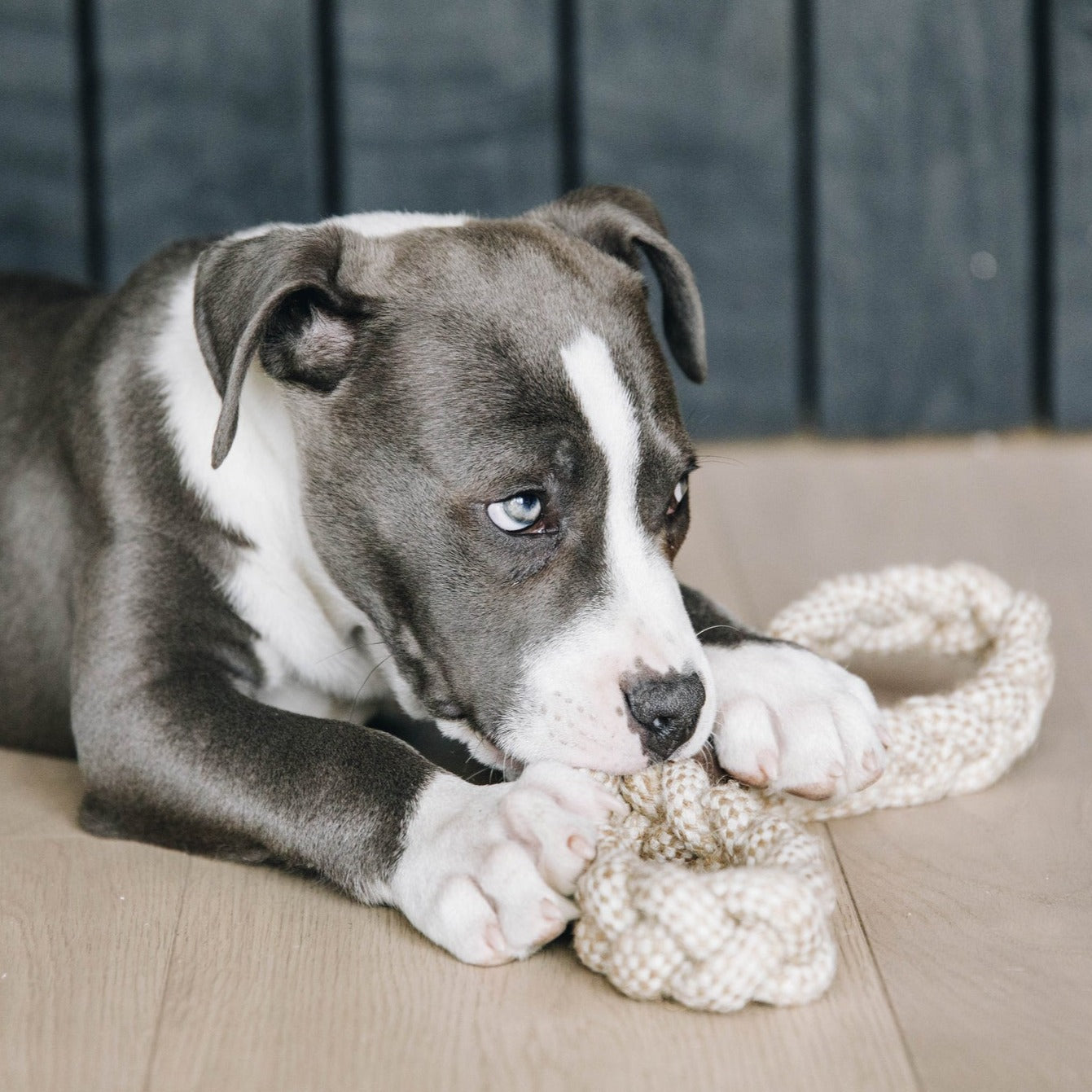 Kentucky Dog Toy Cotton Rope 8-Loop