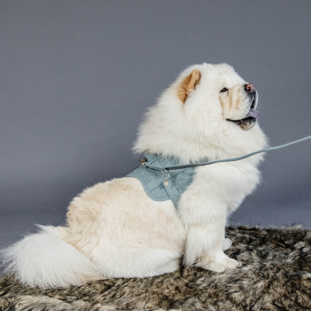 Kentucky Dog Harness Body Safe Wool, Light Blue