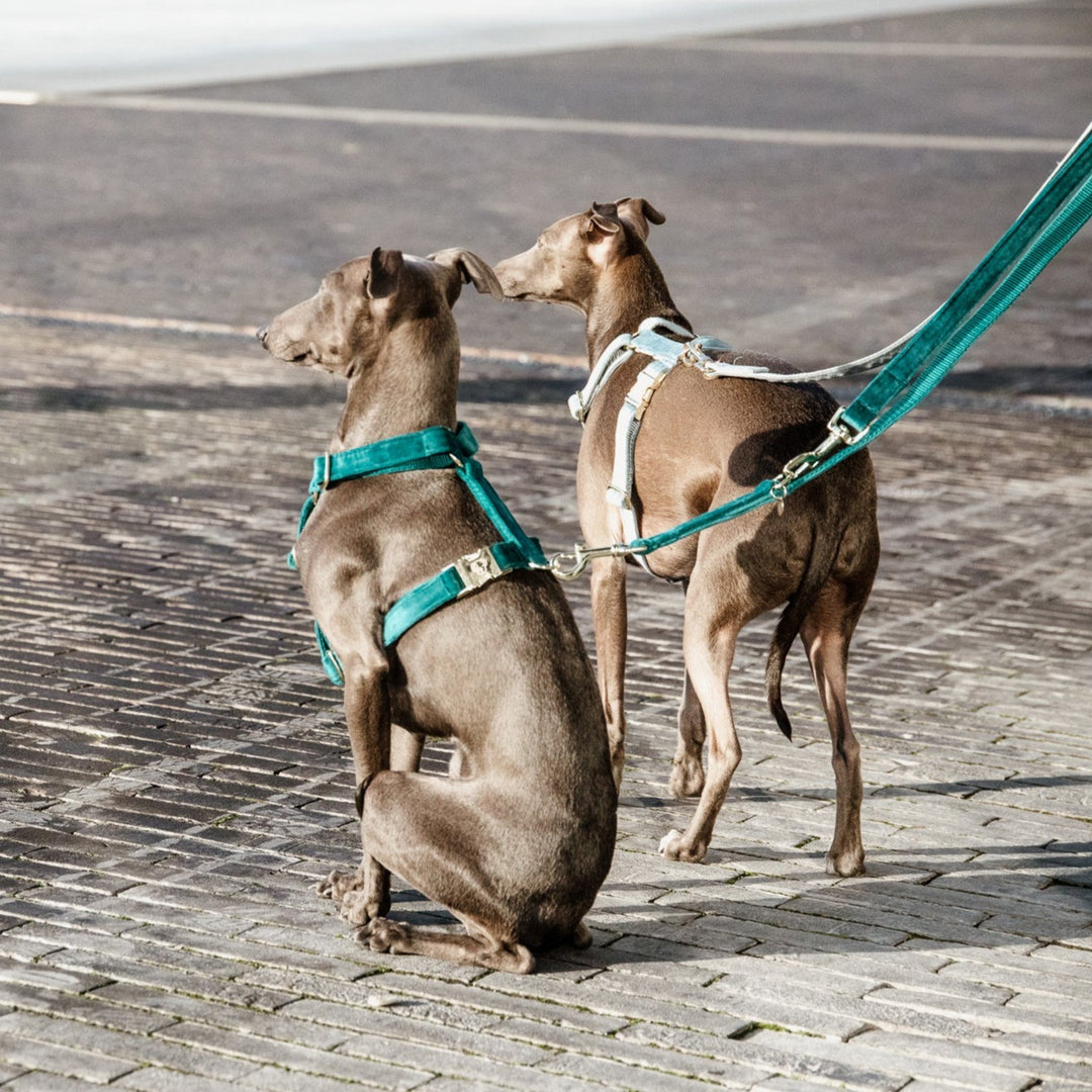 Kentucky Dog Harness Loop Velvet, Emerald